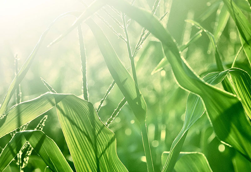 Bio PET (SORONA) greiges reprezintă 37% din materiile prime provenite din plante reciclate, fiind polimeri inovatori și versatili de înaltă performanță pe bază de bio. Are caracteristici excelente din punct de vedere ecologic. Comparativ cu procesul de producție al Nylon 6 SORONA®, consumul de energie este cu 30% mai mic și emisiile de gaze cu efect de seră sunt cu 63% mai reduse. Comparativ cu procesele de producție Nylon 6.6, SORONA® utilizează cu 40% mai puțină energie și emite cu 56% mai puține gaze cu efect de seră. Poate ajuta la reducerea dependenței de resursele de petrol și la reducerea emisiilor de gaze cu efect de seră.