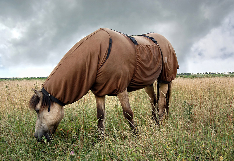 Horse rug is like a functional jacket for such a beautiful and fluffy athlete, the waterproof and breathable function could keep them dry and warm to stay healthy and in the best condition.