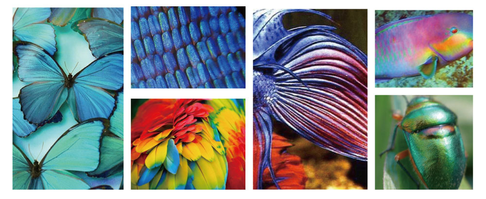 Siguiendo los colores de los misterios de la naturaleza.